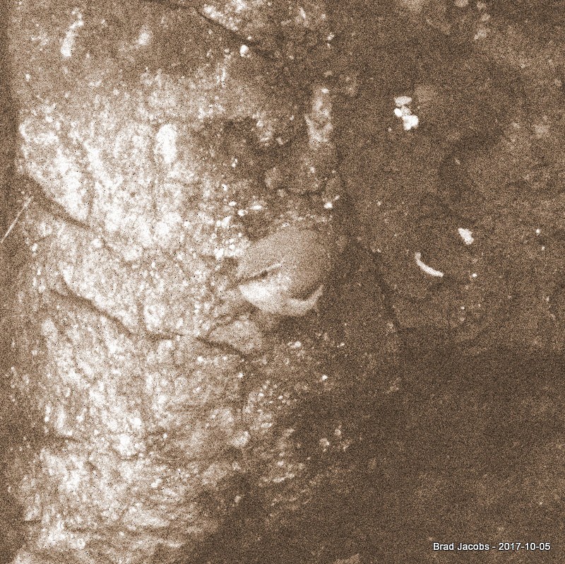 Troglodyte des rochers - ML70926601