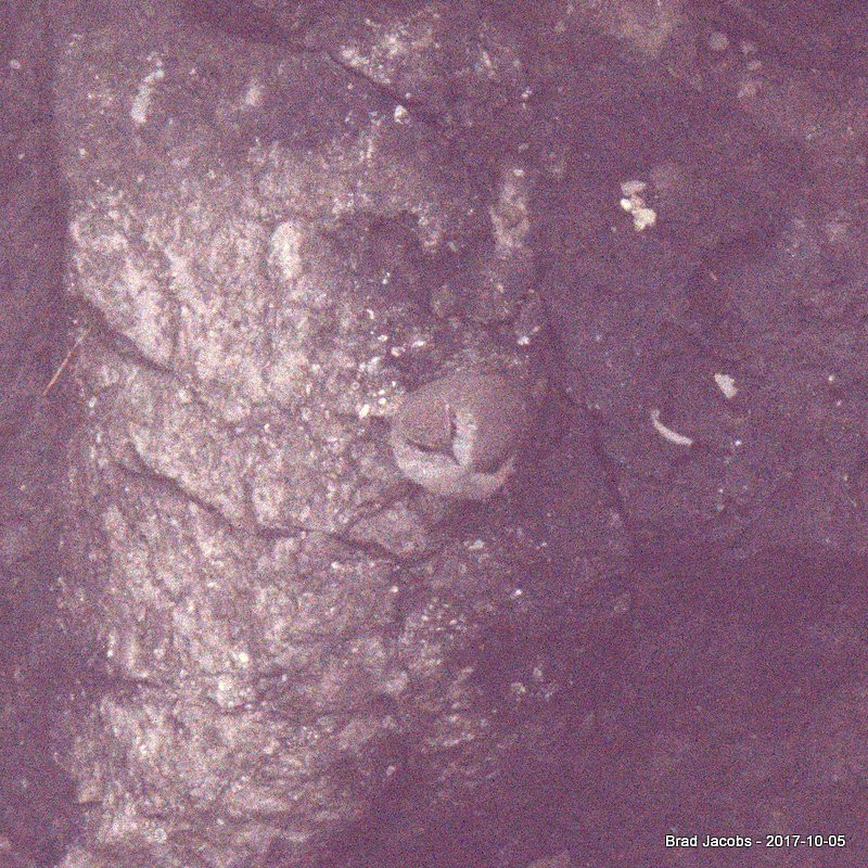 Troglodyte des rochers - ML70926651