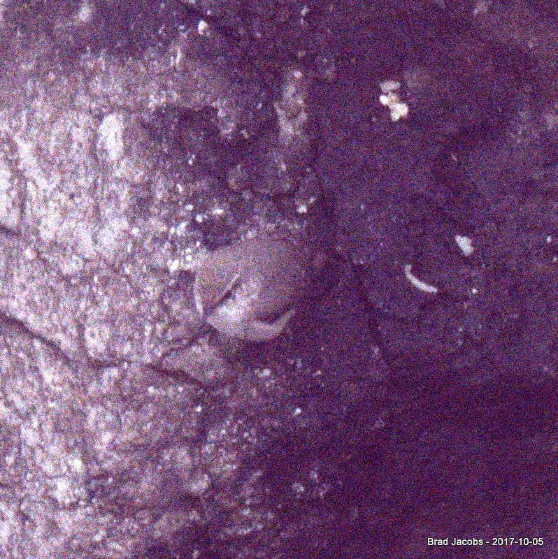 Troglodyte des rochers - ML70926681
