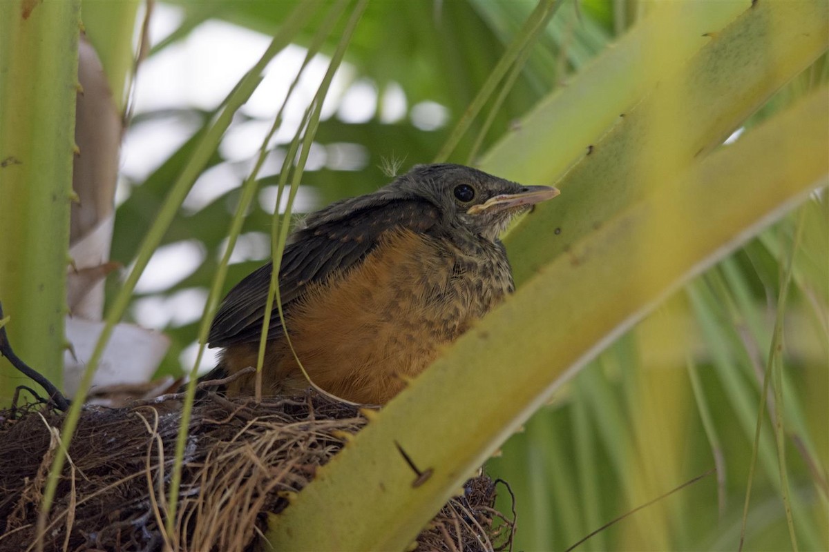 Rufous-bellied Thrush - ML70927091