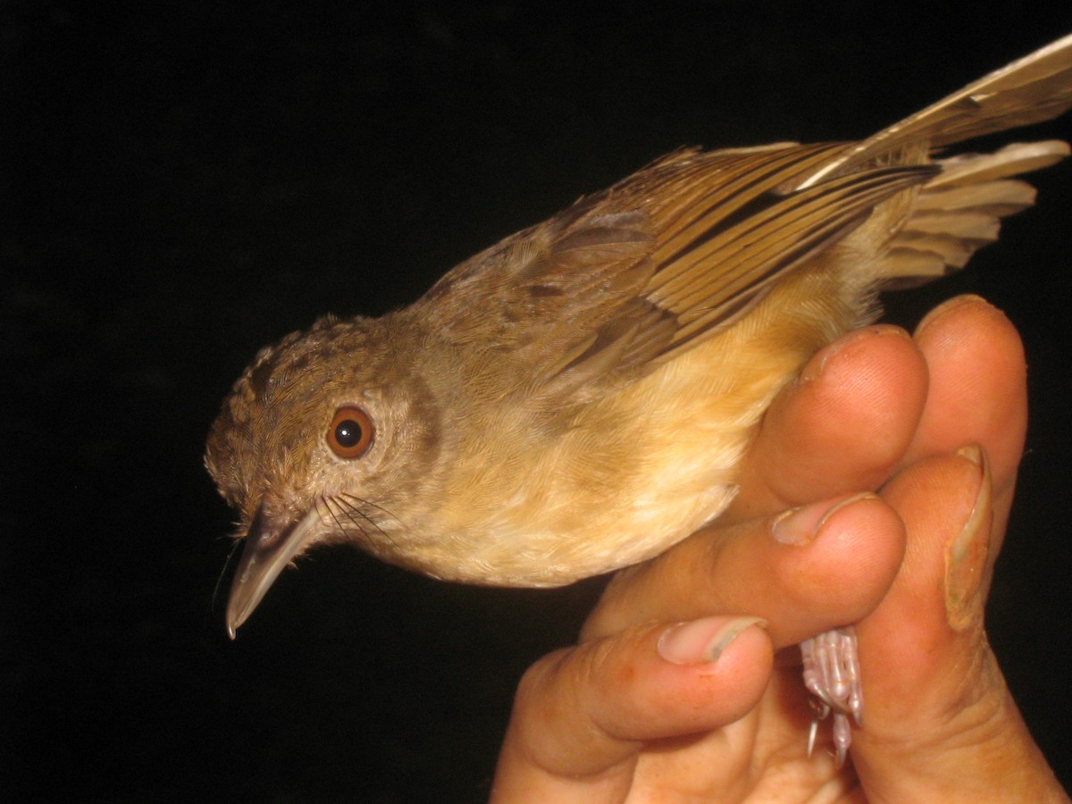 Sulawesi Babbler - ML709290