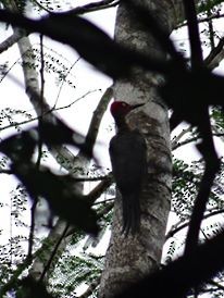 Ashy Woodpecker - ML709291