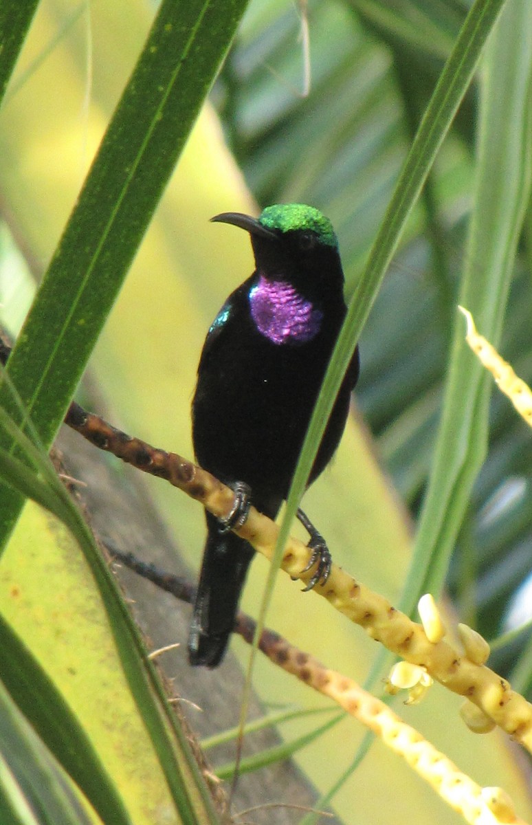 Black Sunbird - Opwall Indonesia