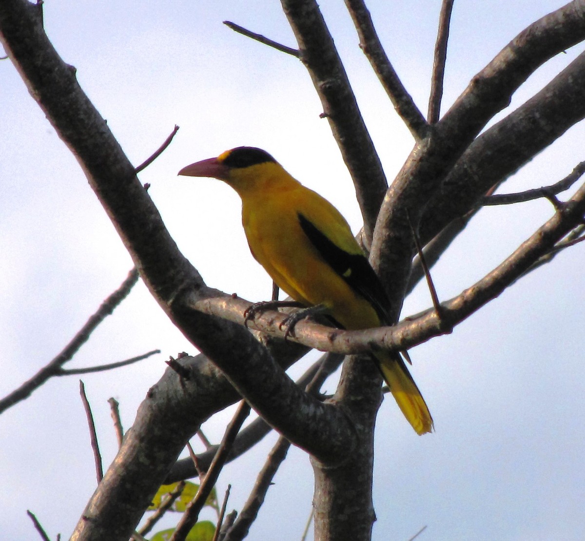 Black-naped Oriole (Tenggara) - ML709309