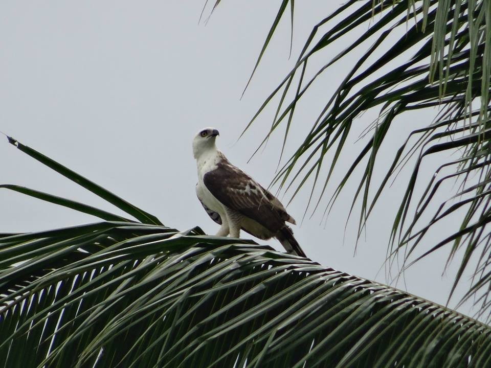 Sulawesi Hawk-Eagle - Opwall Indonesia