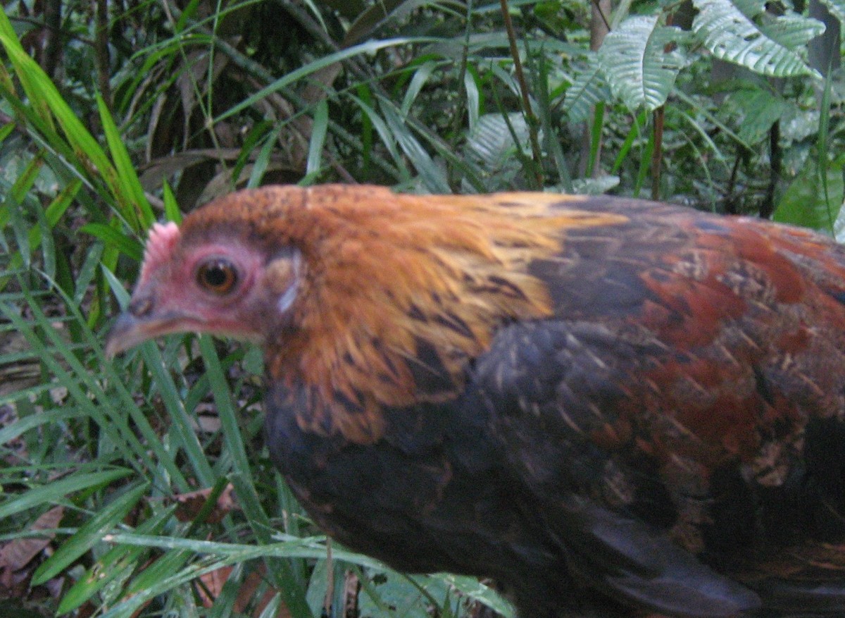 Red Junglefowl - ML709323