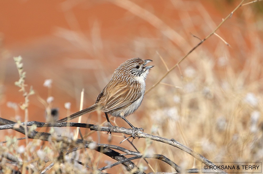 Eyrean Grasswren - ML70932681