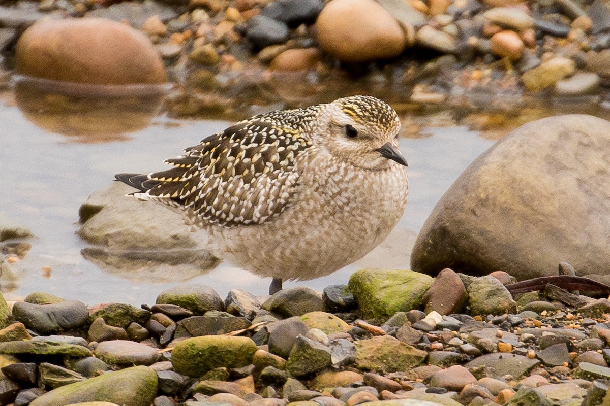 Chorlito Dorado Americano - ML70933911