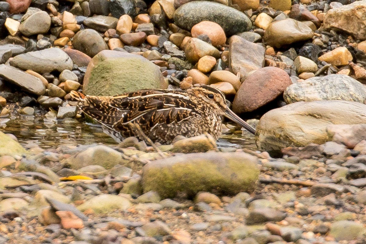 Wilson's Snipe - John Reynolds