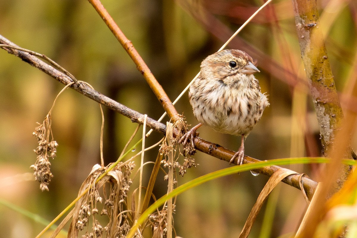 Song Sparrow - ML70934141