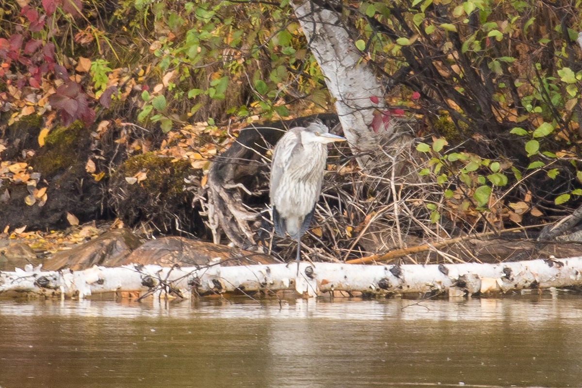 Great Blue Heron - ML70934181