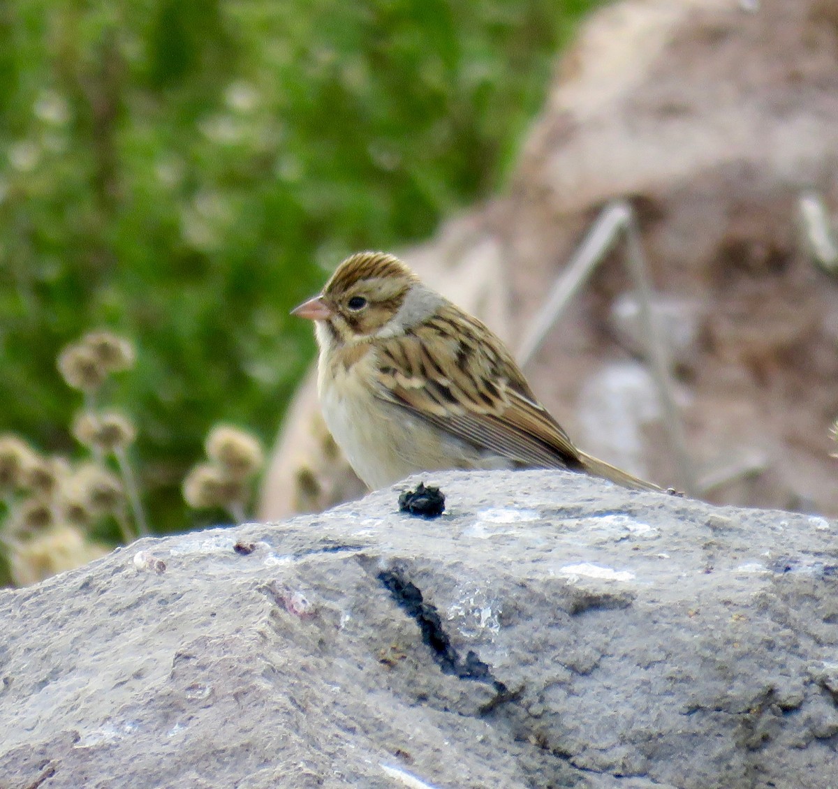 Clay-colored Sparrow - ML70934331
