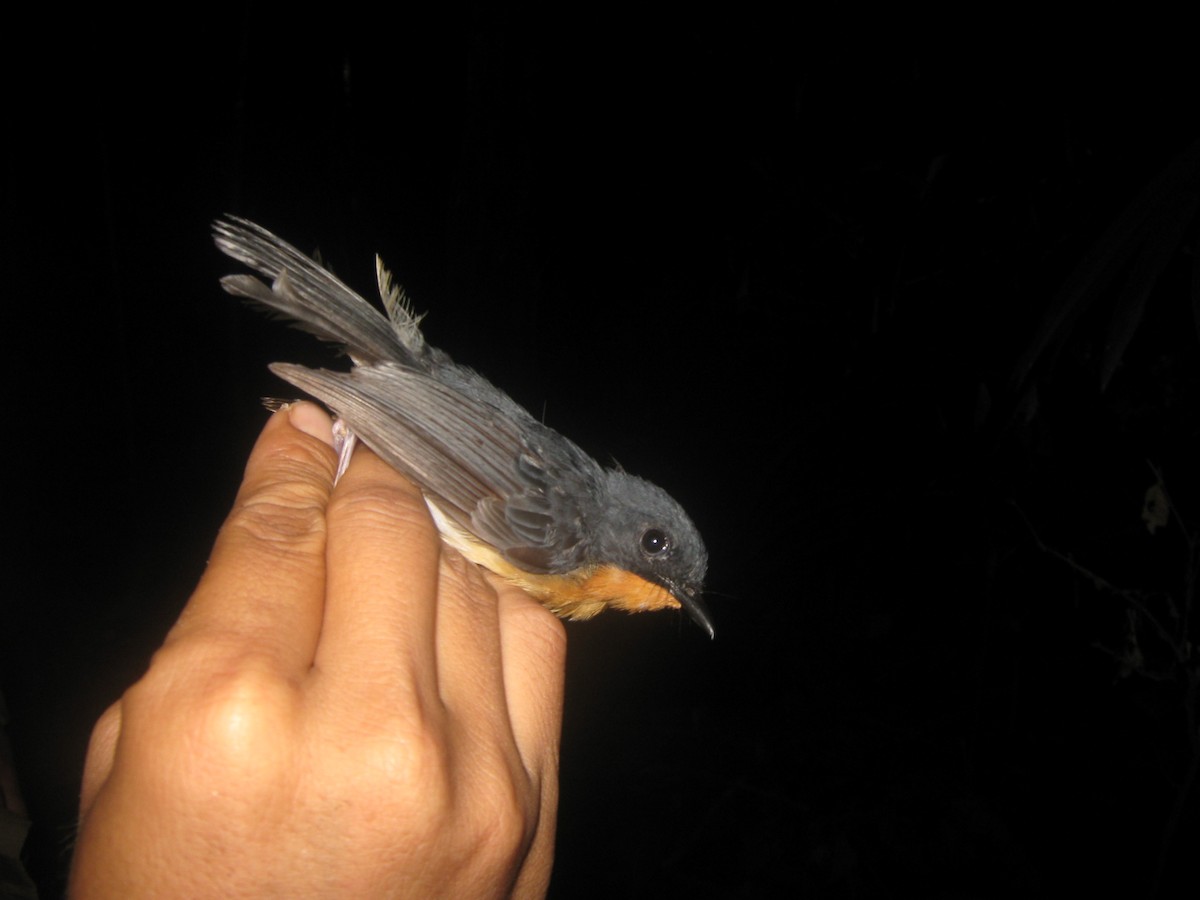 Rufous-throated Flycatcher - ML709344