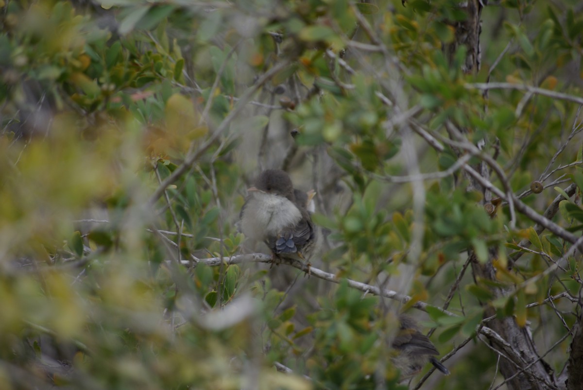 Splendid Fairywren - Richard Harris