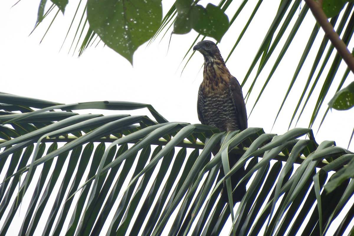 Sulawesi Honey-buzzard - ML709364