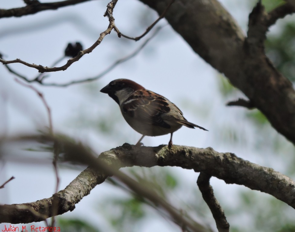 House Sparrow - ML70936661