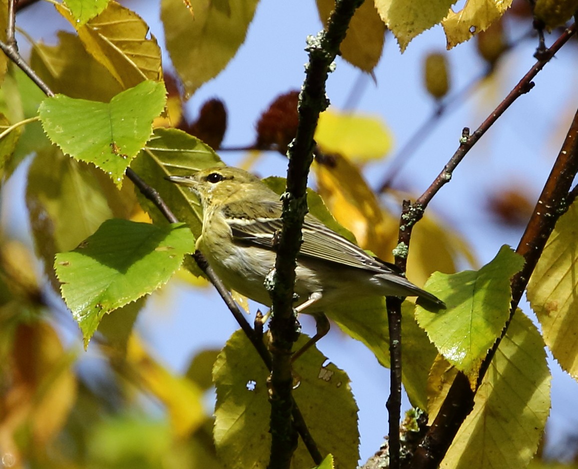 Blackpoll Warbler - ML70937031