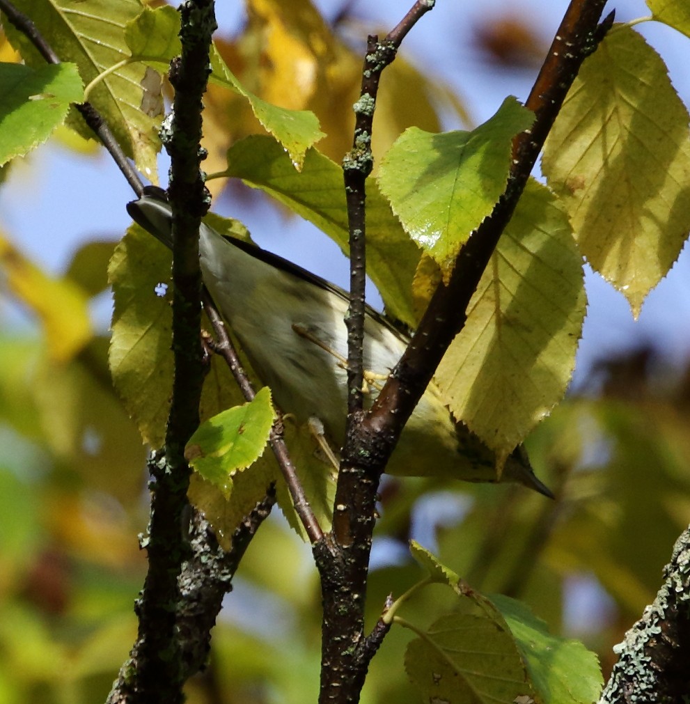 Blackpoll Warbler - ML70937041