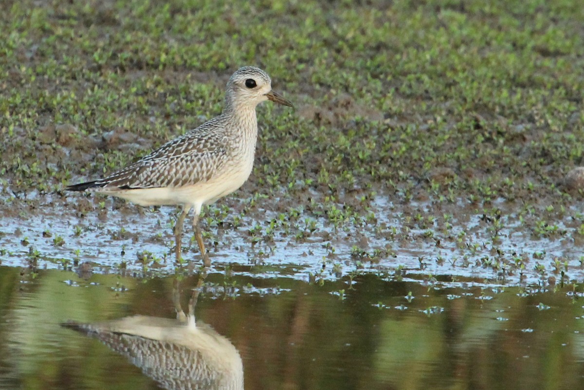 Black-bellied Plover - Karen Bonsell