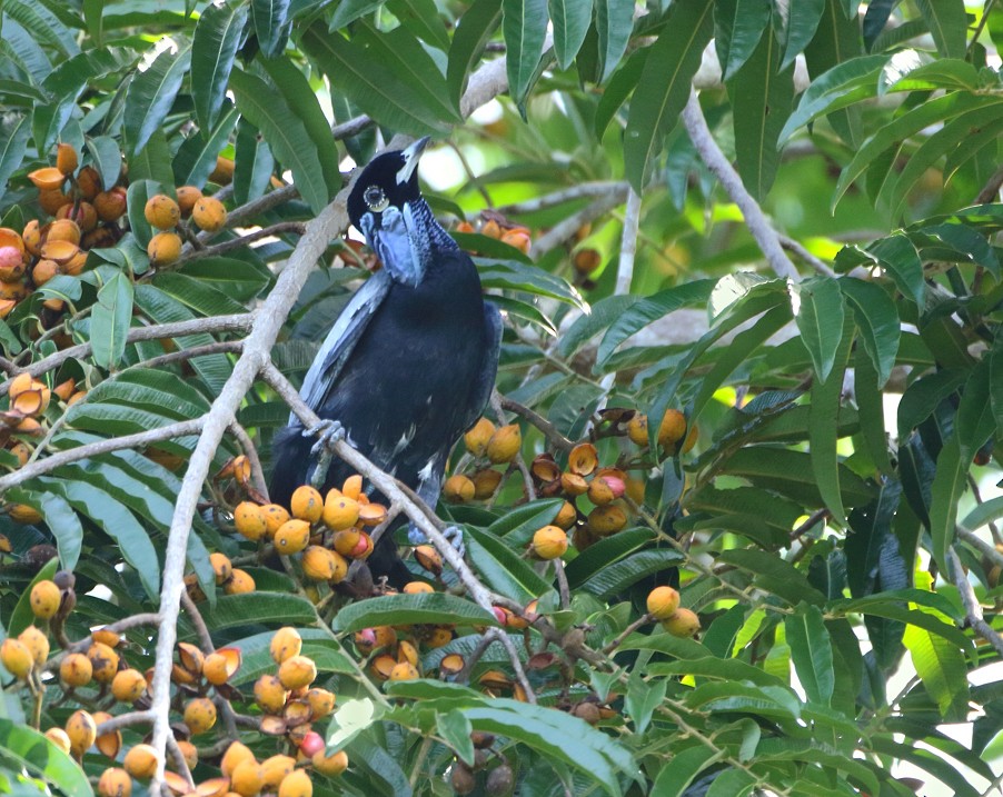 Bare-necked Fruitcrow - ML709403