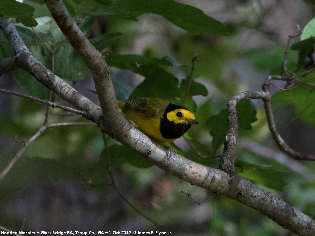 Hooded Warbler - James Flynn