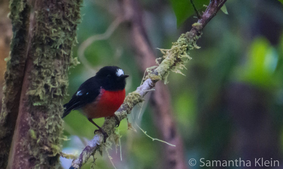 Pacific Robin (Vanuatu) - Samantha Klein