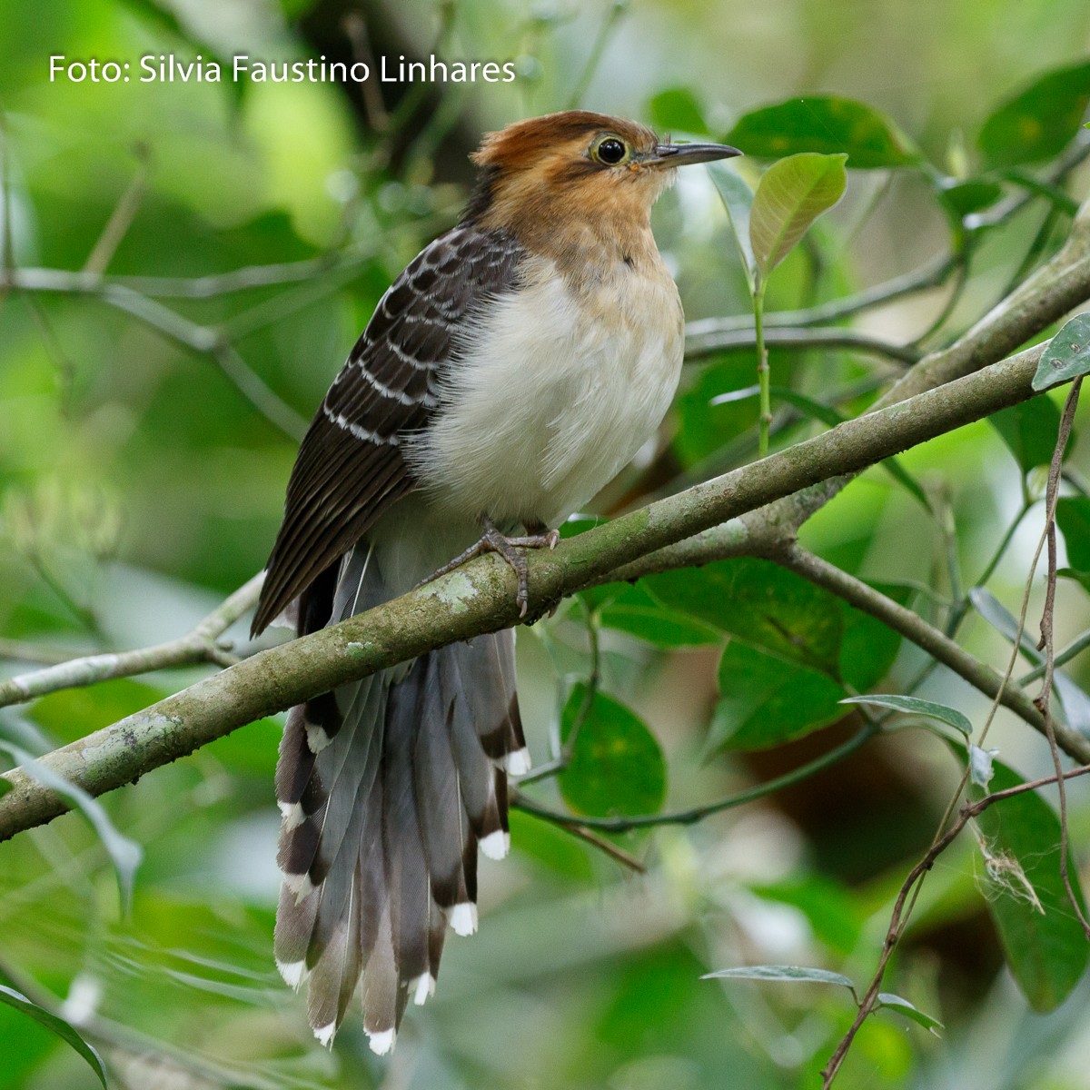 Pavonine Cuckoo - ML70941031