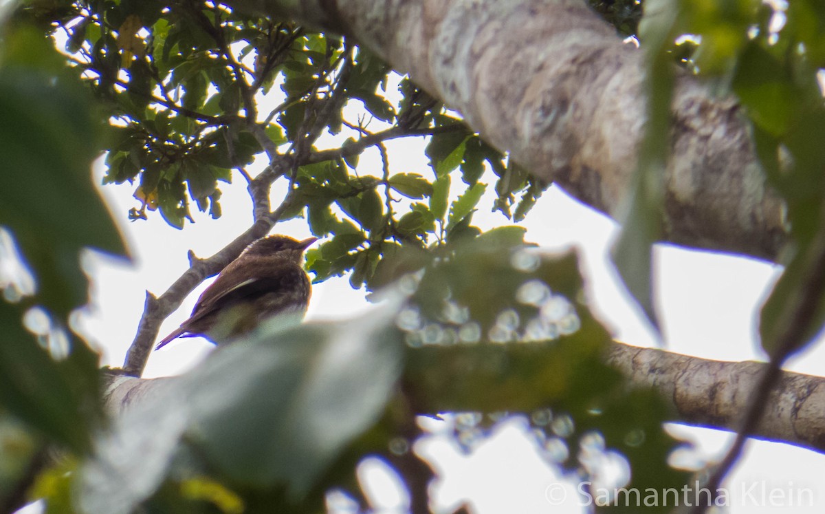 Polynesian Starling (Polynesian) - ML709421