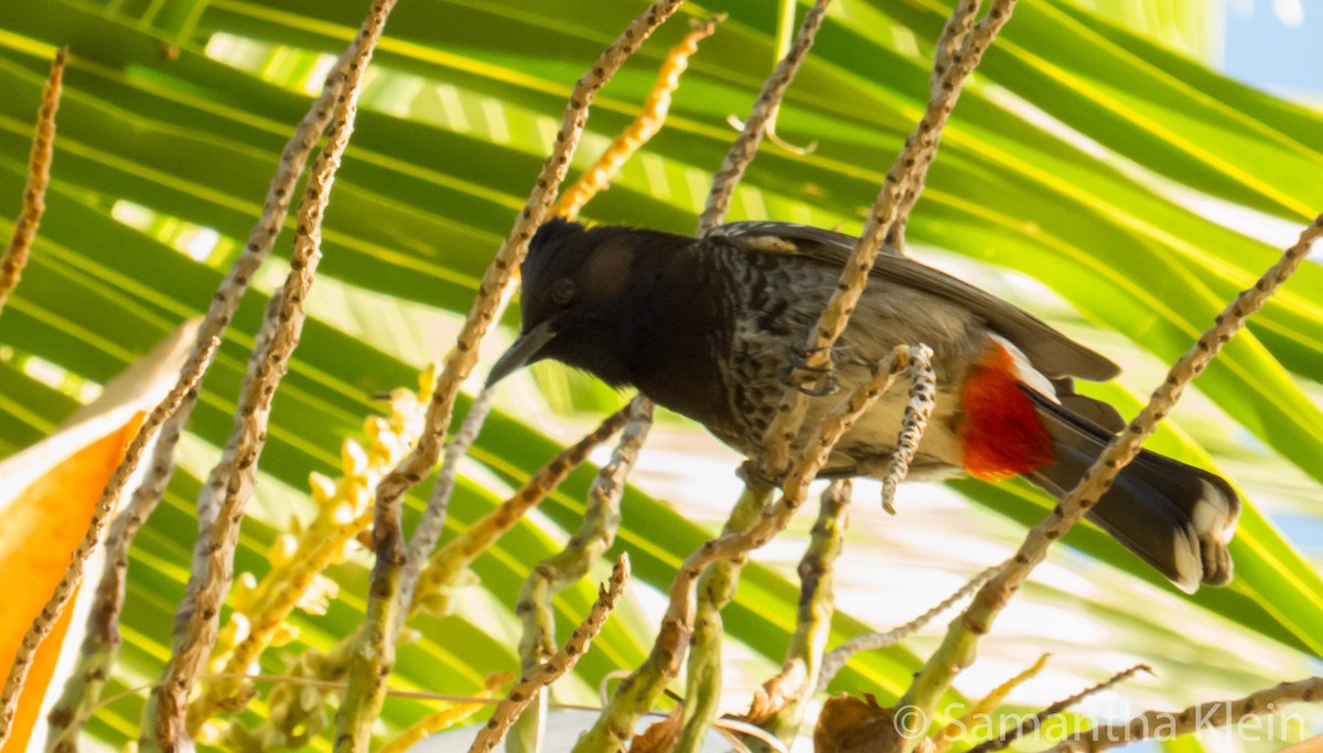 Red-vented Bulbul - Samantha Klein