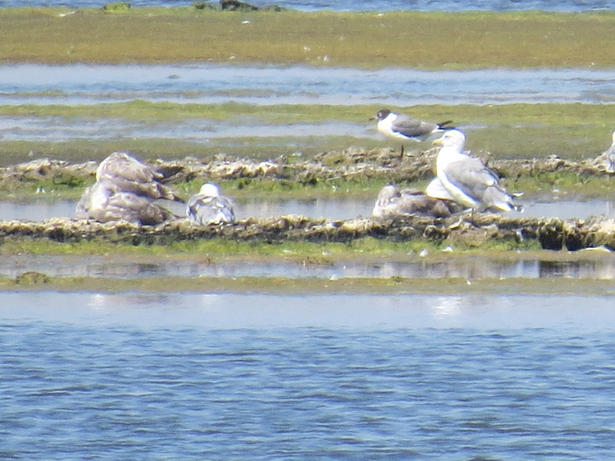 Franklin's Gull - ML70942531