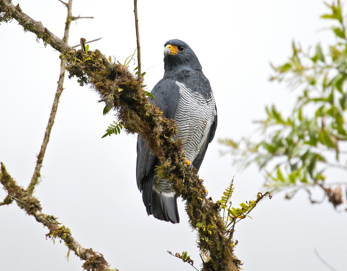 Barred Hawk - ML70944161