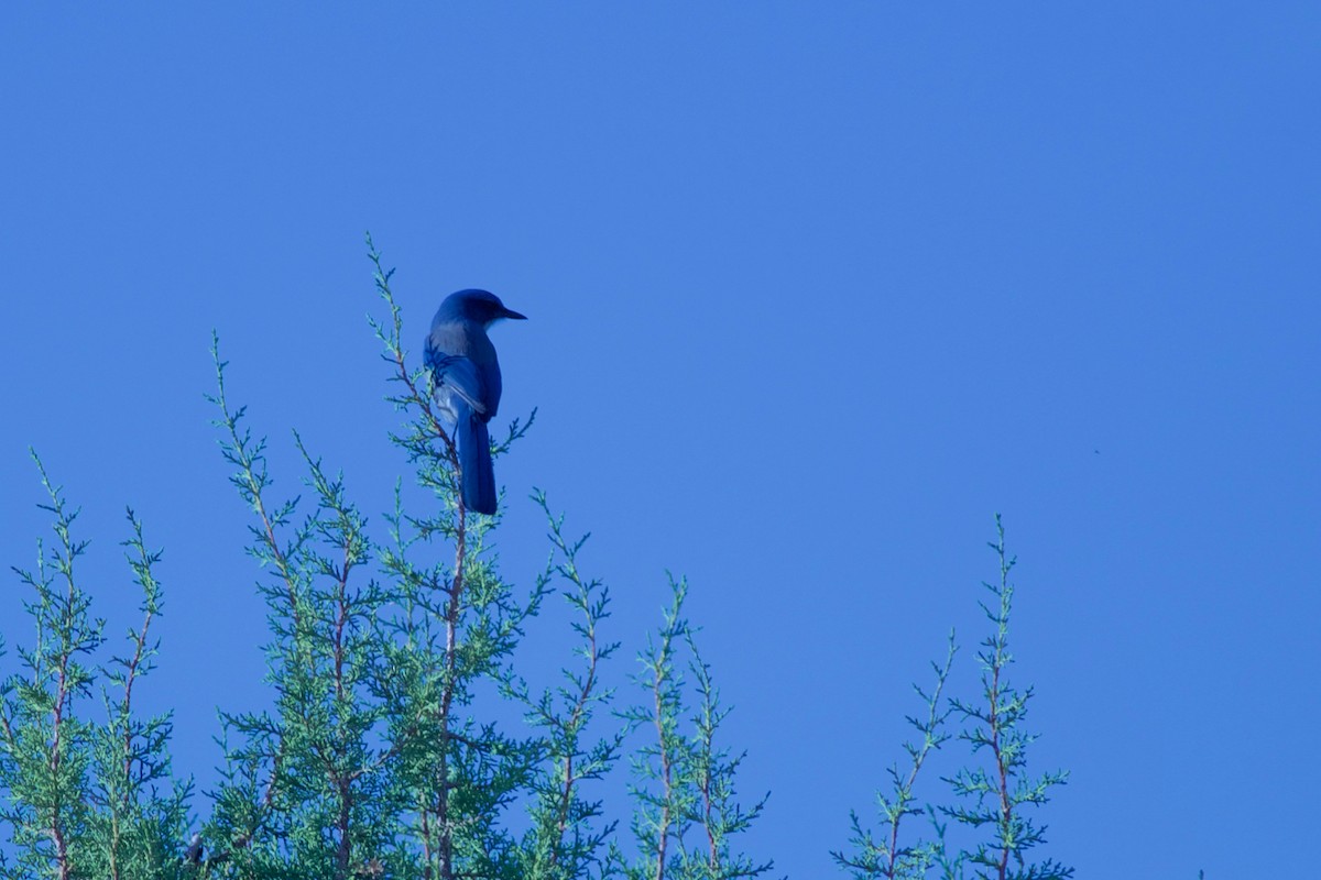 Woodhouse's Scrub-Jay - ML70944481