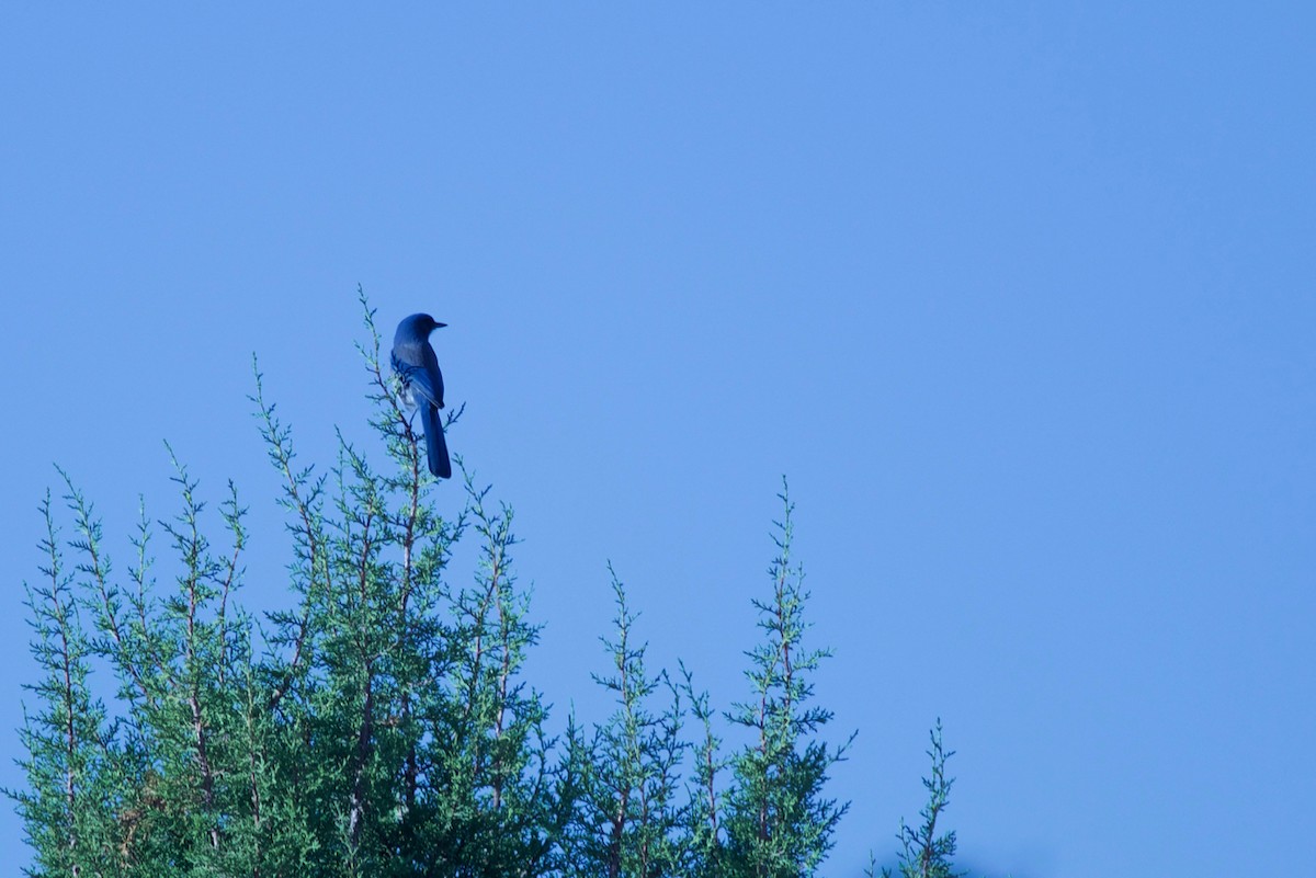 Woodhouse's Scrub-Jay - ML70944491