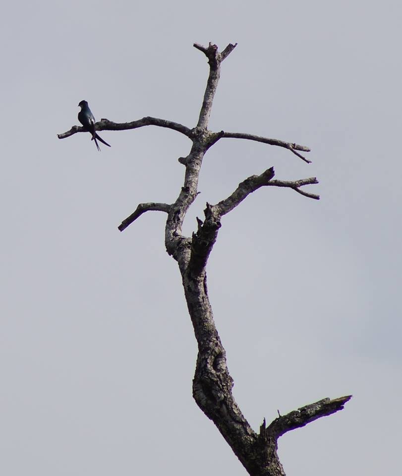 Gray-rumped Treeswift - ML709445