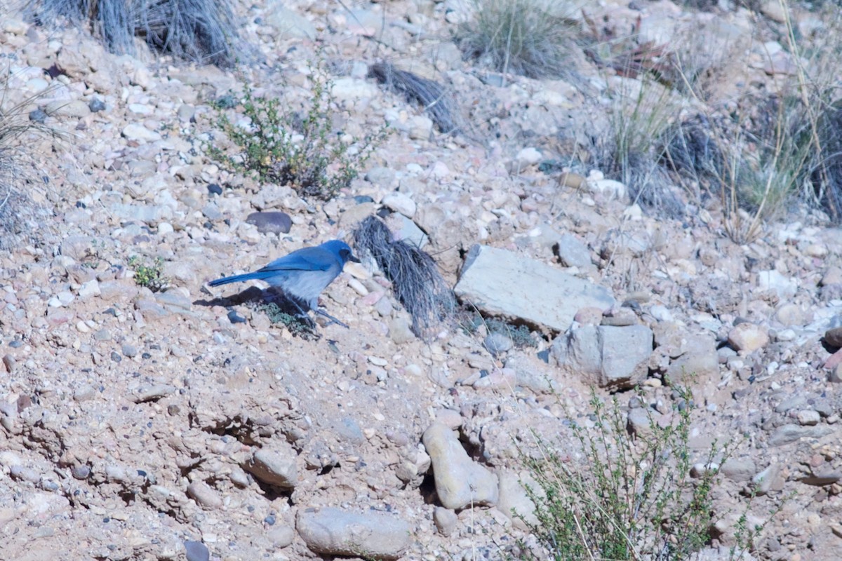 Woodhouse's Scrub-Jay - ML70944511