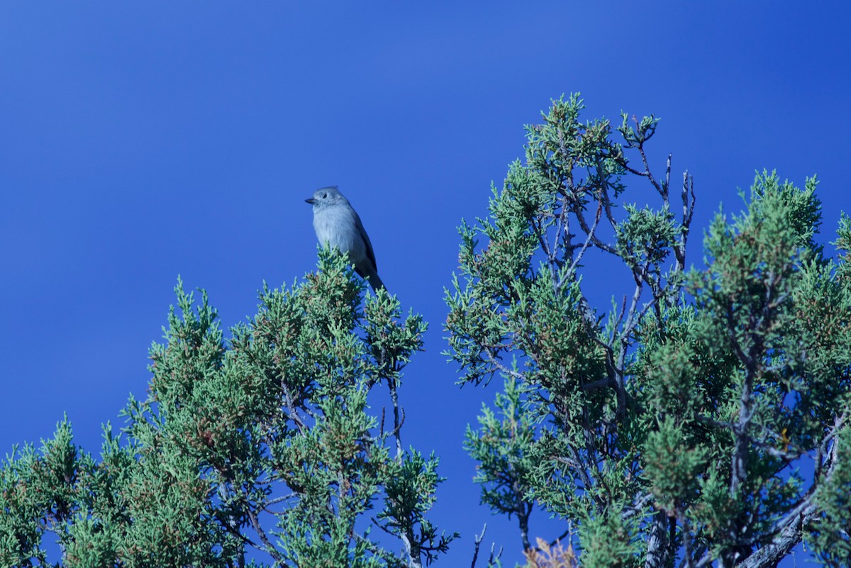Juniper Titmouse - ML70944521
