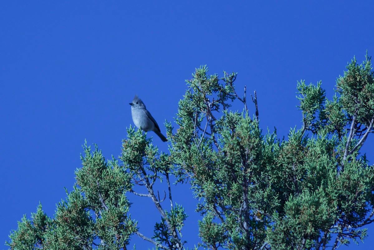 Juniper Titmouse - ML70944571