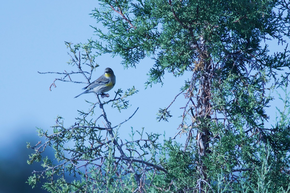Yellow-rumped Warbler - ML70944821