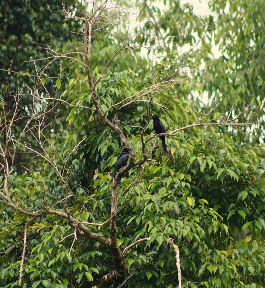 Hair-crested Drongo (White-eyed) - ML709450