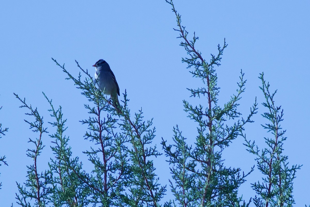 White-crowned Sparrow - ML70945011