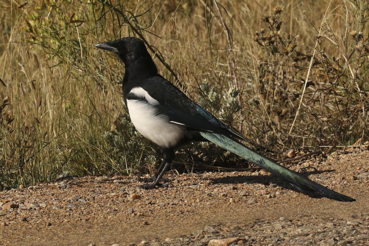 Black-billed Magpie - ML70946021