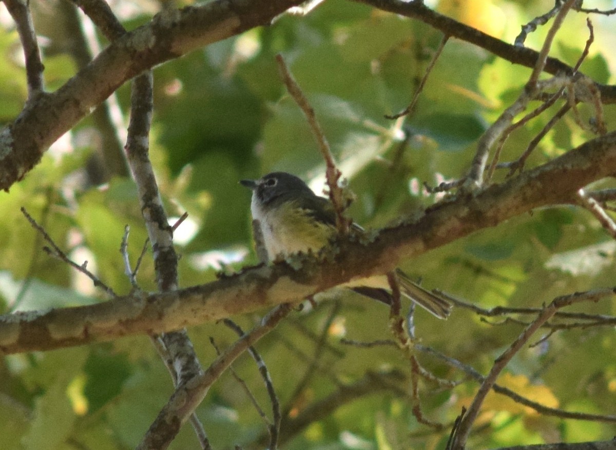 Blue-headed Vireo - ML70946411