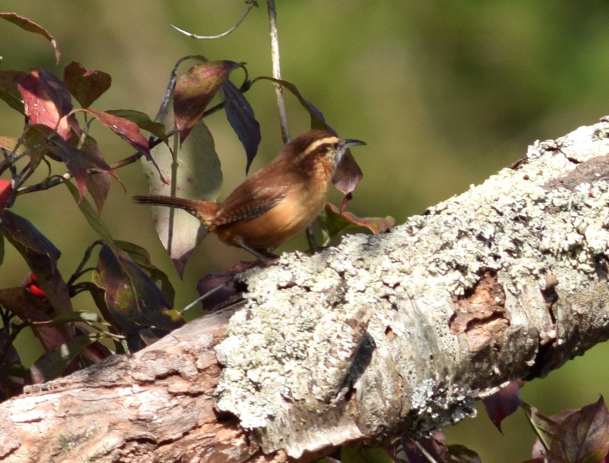 Carolina Wren - ML70946511