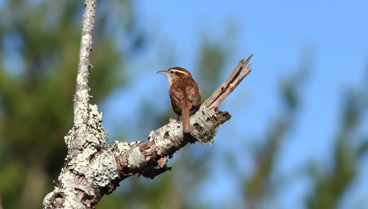 Carolina Wren - ML70946531