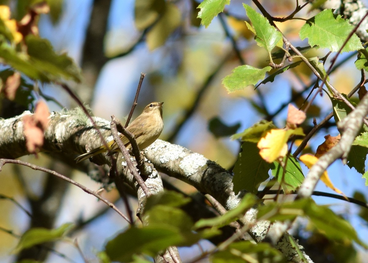 Palm Warbler - ML70946791