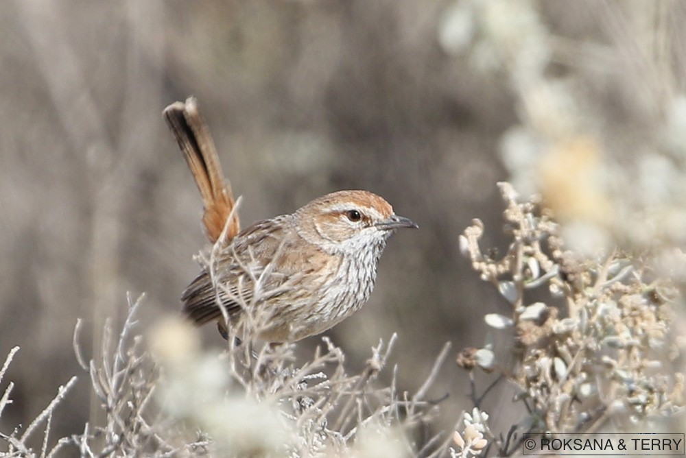 Rufous Fieldwren - ML70947451