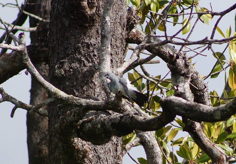 White-rumped Cuckooshrike - Opwall Indonesia