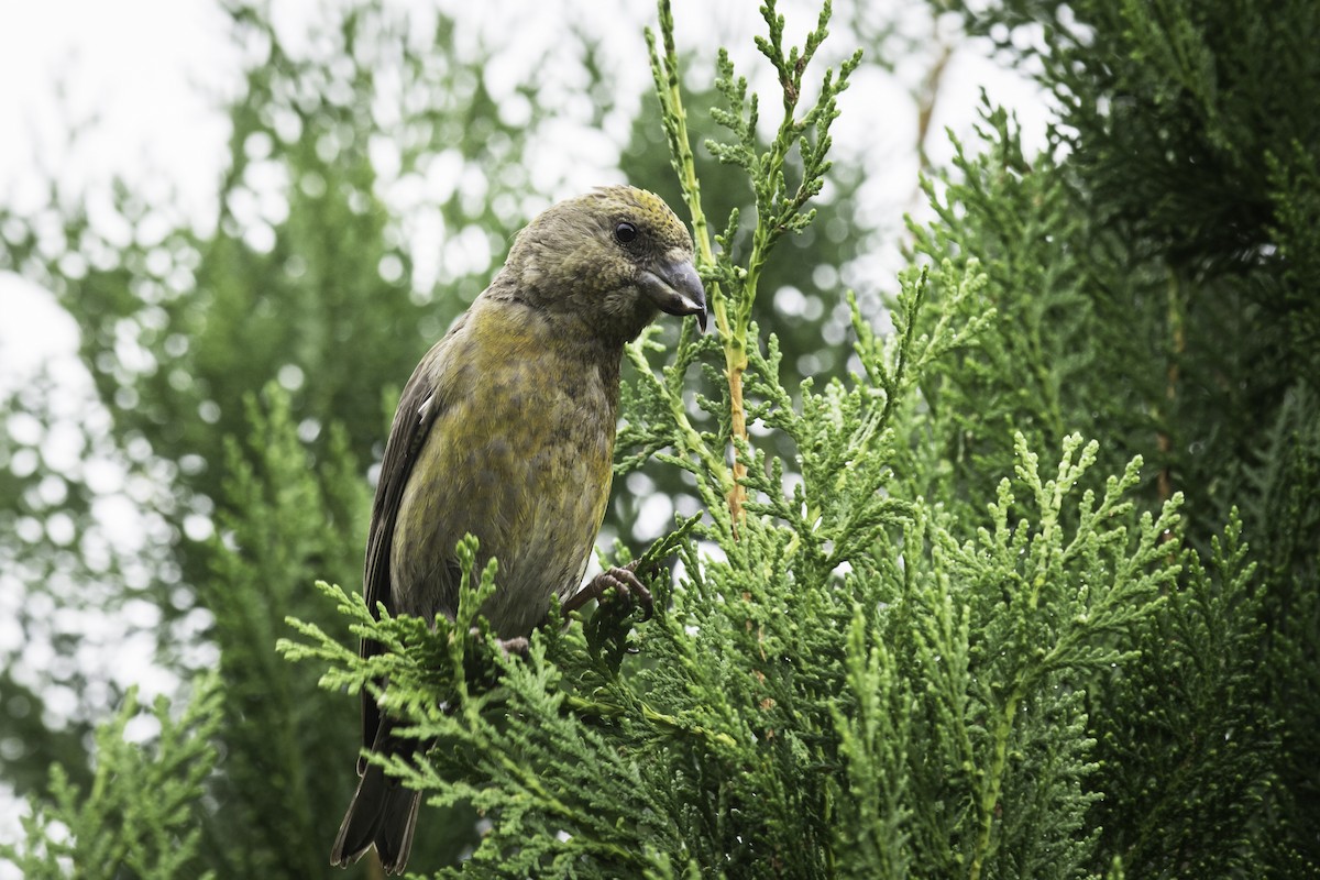 Гацуурын солбин хошуут - ML70948481