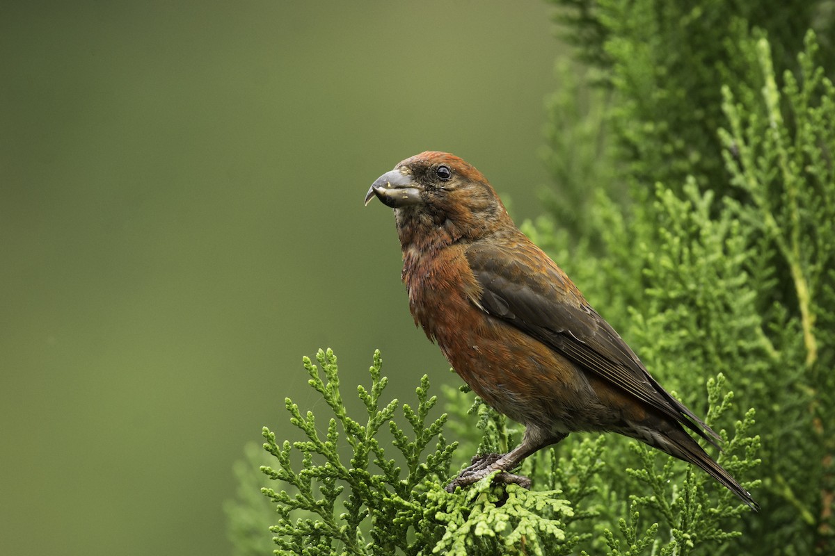 Гацуурын солбин хошуут - ML70948491