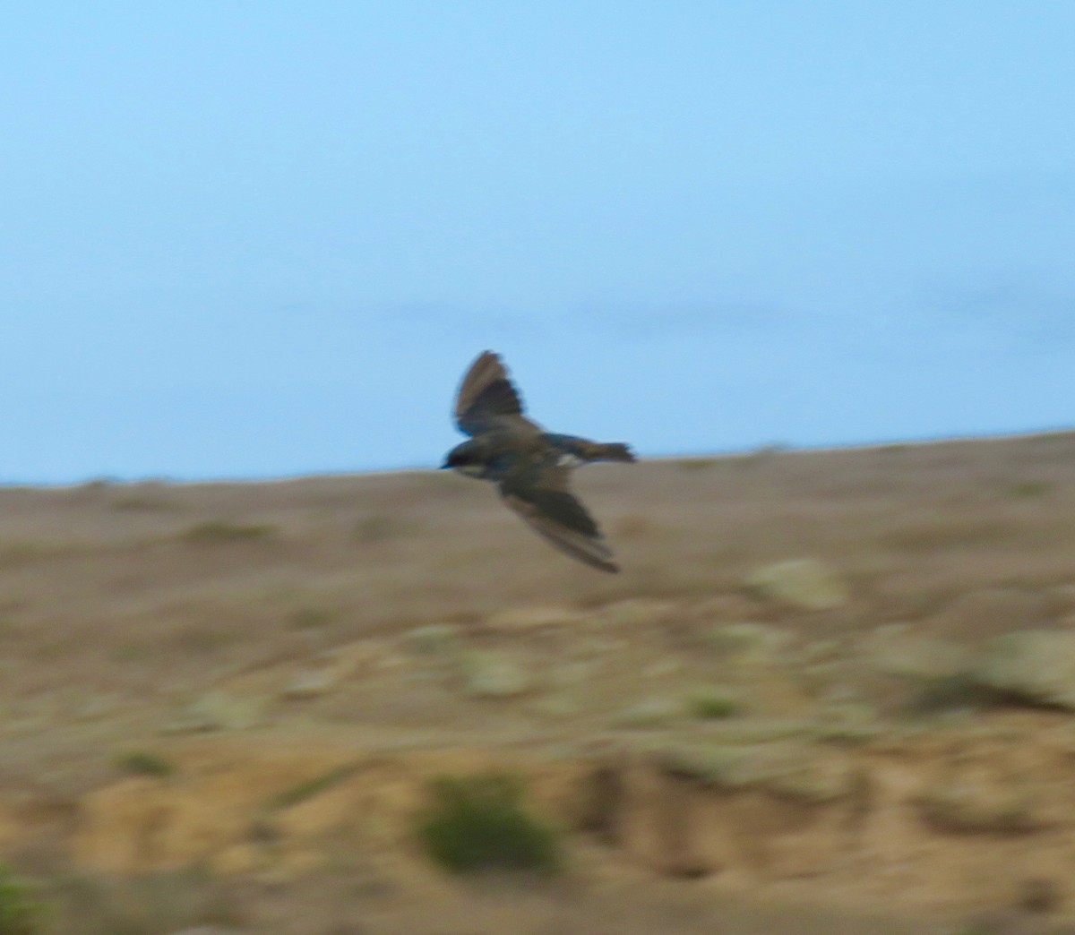 Tree Swallow - ML70950021